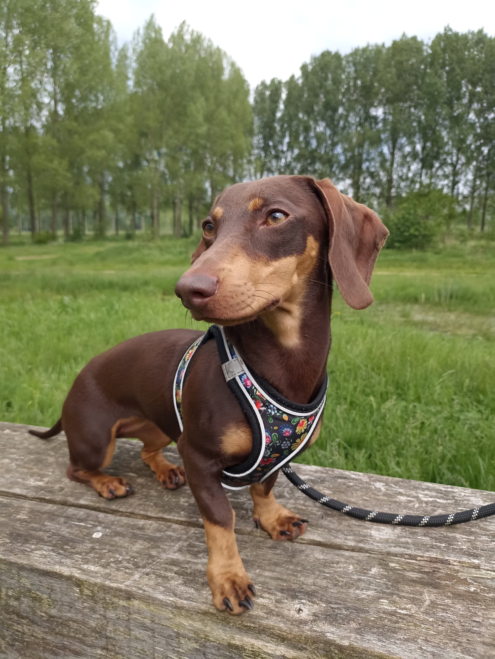 Treta the mini dachshund—Official Hugo FortyTen mascot
